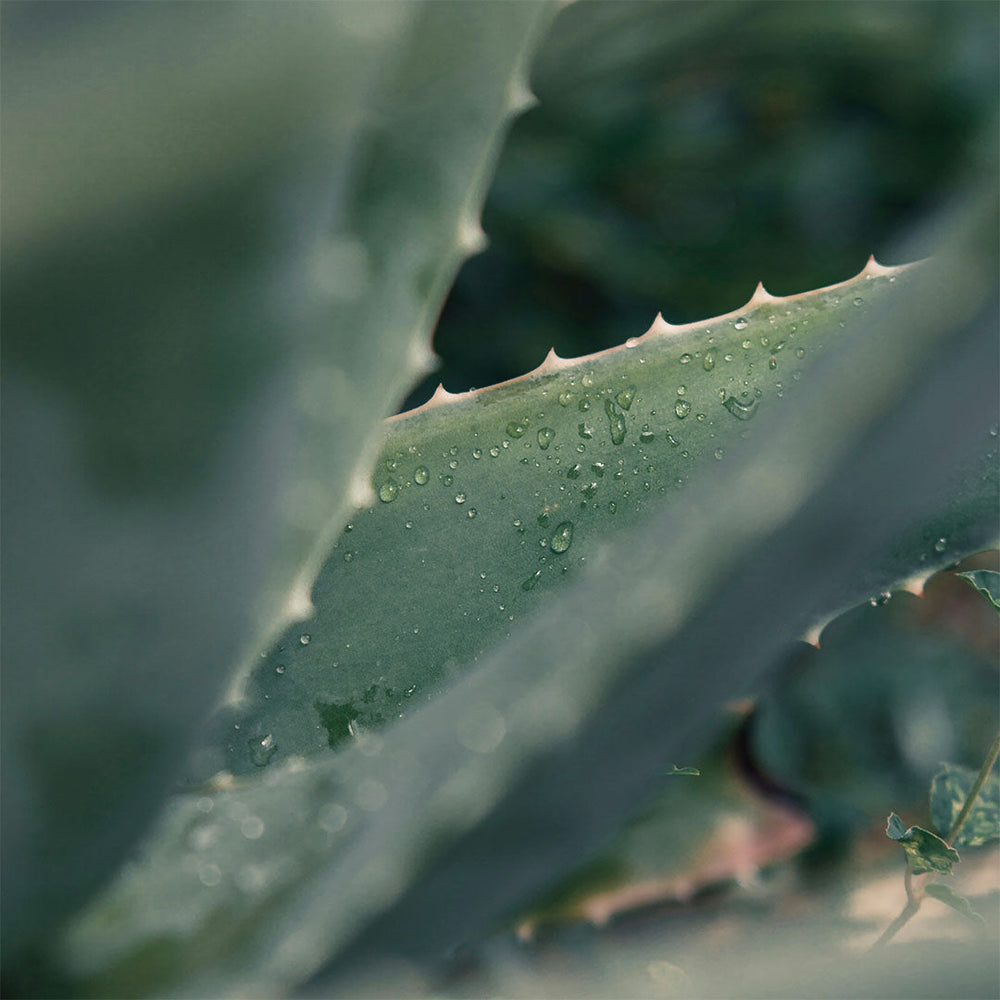 Aloe Vera