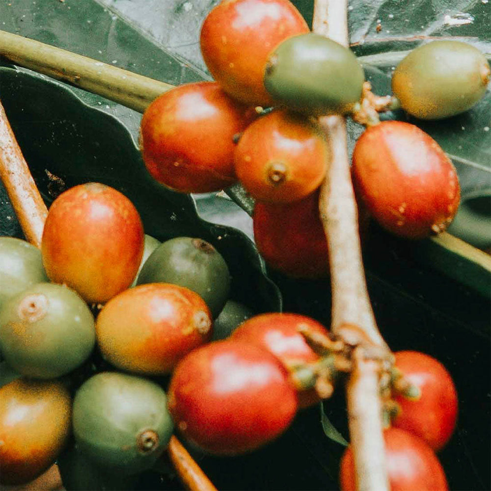 Café Verde