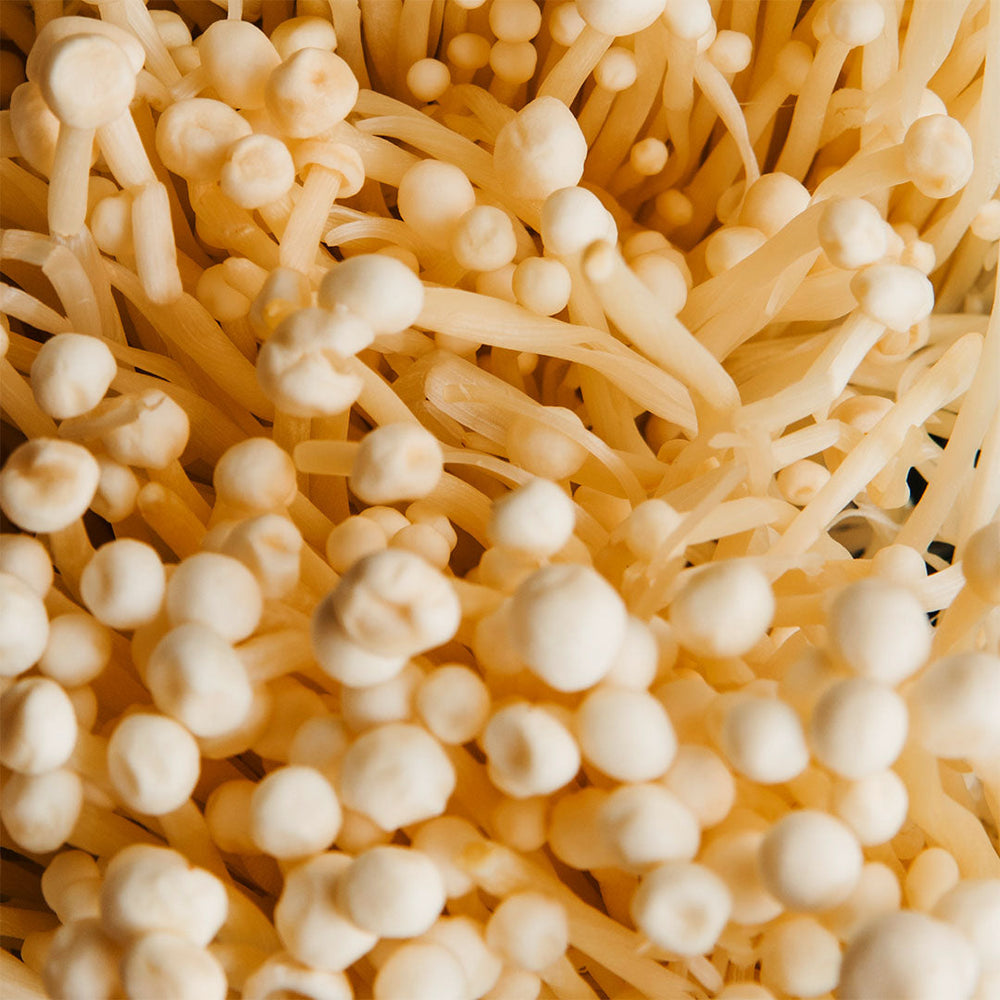Cordyceps