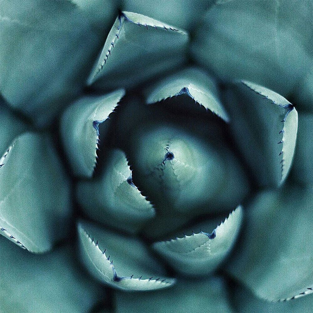 Inulina de agave