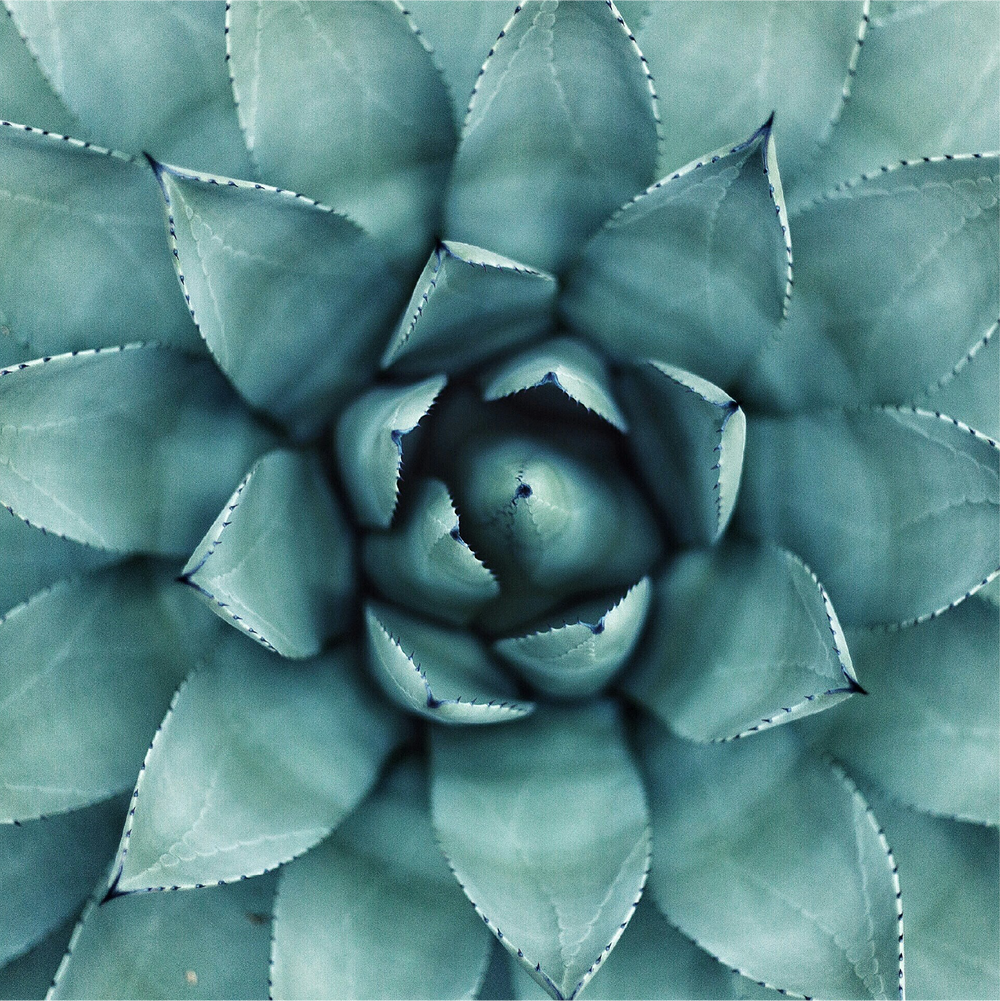 Inulina de Agave